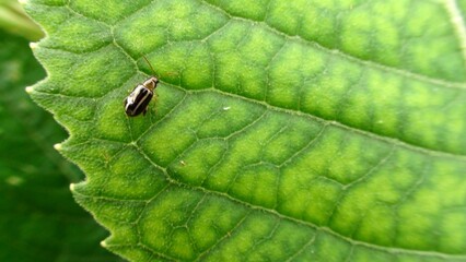 inseto besouro = Coleoptera