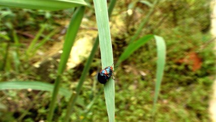 inseto besouro - Coleoptera