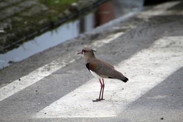 ave quero quero - Vanellus chilensis  - obrazy, fototapety, plakaty