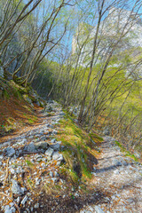 hiking into the nature during springtime