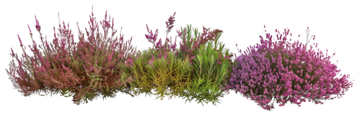 set of heather, colorful and textured, isolated on transparent background