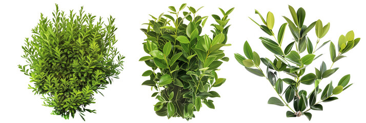 Naklejka premium set of laurel bushes, glossy and green, isolated on transparent background