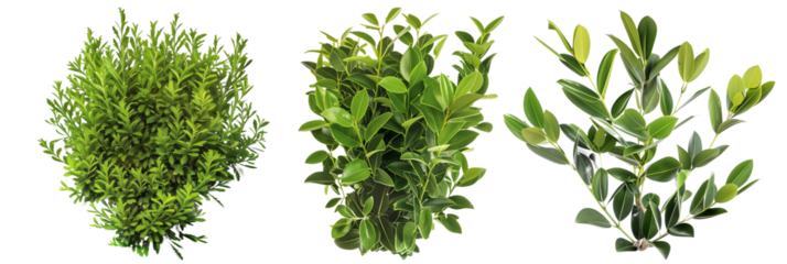 set of laurel bushes, glossy and green, isolated on transparent background