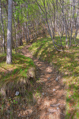 hiking into the nature during springtime