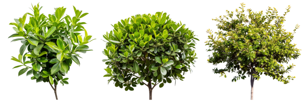 set of laurel bushes, glossy and green, isolated on transparent background