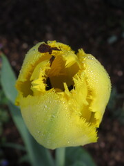 Zbliżenie na kwiat żółtego strzępiastego tulipana