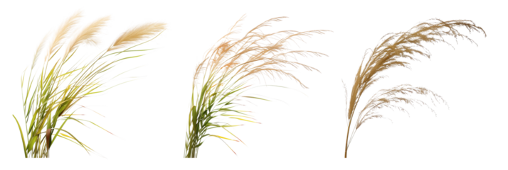 set of types of ornamental grasses, flowing and graceful, isolated on  transparent background