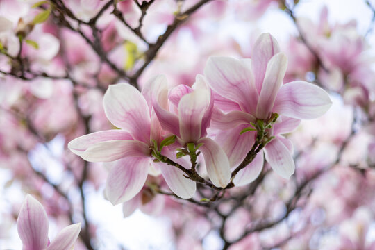 Closeup on pink magnolia tree blossoms