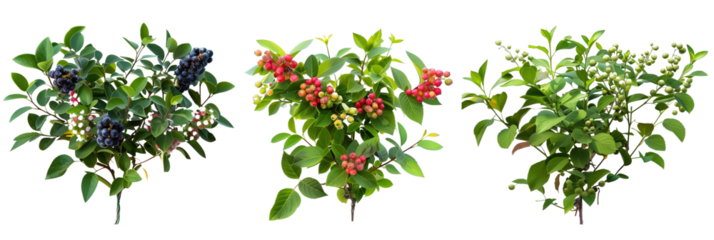 set of huckleberry bushes, fruit-laden, isolated on transparent background