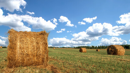 Hay bales at farm, on golden agriculture field, photography of wheat haystacks in summer. Rural scenery, landscape of straw stacks, yellow rolls at sunny day. Countryside, pasture and prairie concept.