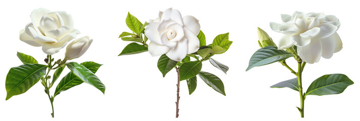 set of gardenia plants, with white blooms, isolated on transparent background