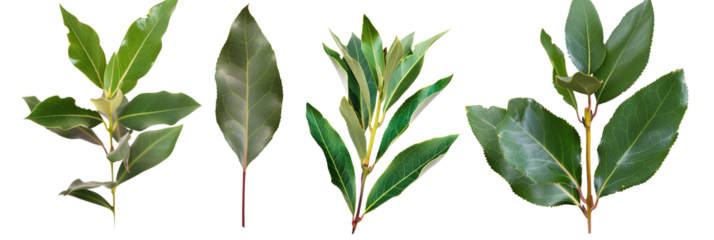 set of bay laurel, with aromatic leaves, isolated on transparent background
