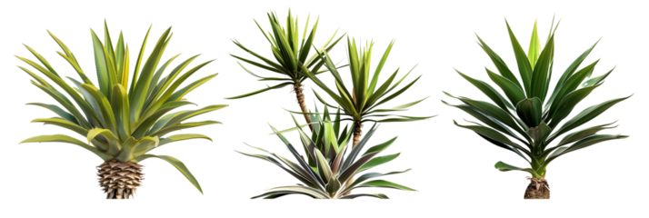 set of yucca plants, spikey and robust, isolated on transparent background