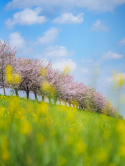 思川桜と菜の花