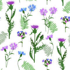 Thistle, cornflowers and fern on a white background.