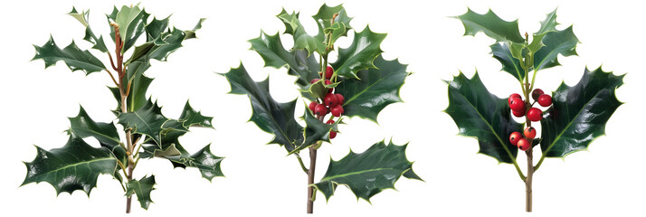 set of holly trees, iconic with sharp leaves and red berries, isolated on transparent background
