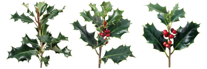 set of holly trees, iconic with sharp leaves and red berries, isolated on transparent background