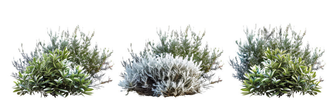 set of oleaster bushes, with silvery leaves, isolated on transparent background