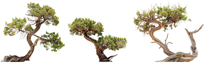 set of juniper plants, with twisted trunks, isolated on transparent backgroun