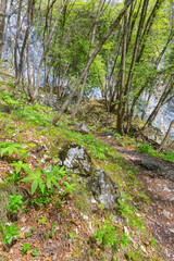Fototapeta na wymiar hiking into the nature during springtime