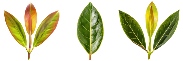 set of rhododendron leaves, varying in shape and color, isolated on transparent background