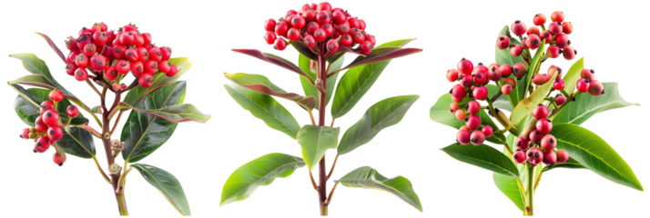 set of skimmia plants, with clusters of red berries, isolated on transparent background