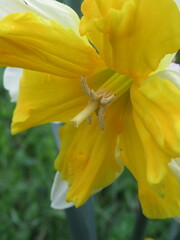 Zbliżenie na żółte kwiaty narcyza