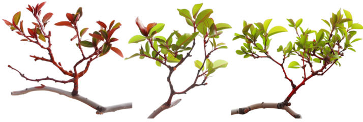 set of Manzanita branches, with their distinct red bark and green leaves, isolated on transparent background