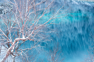 branch of tree with blue lake water nature background