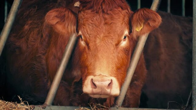 Cow Feeding In Barn At Sunset

