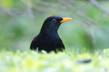 closeup of beautiful blackbird male - 790839059