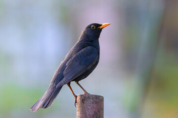 common blackbird in beautiful dawn orange light - 790839247