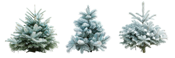 set of blue spruce, showcasing their unique silvery-blue needles, isolated on transparent backgroun