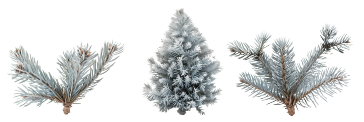set of blue spruce, showcasing their unique silvery-blue needles, isolated on transparent backgroun