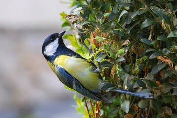 great tit foraging for food on a bush