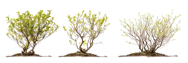set of arctic willows, small and hardy, perfectly adapted to cold climates, isolated on transparent background