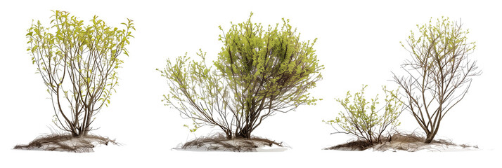 set of arctic willows, small and hardy, perfectly adapted to cold climates, isolated on transparent background