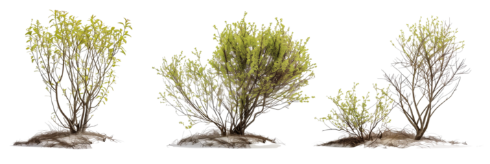 set of arctic willows, small and hardy, perfectly adapted to cold climates, isolated on transparent background