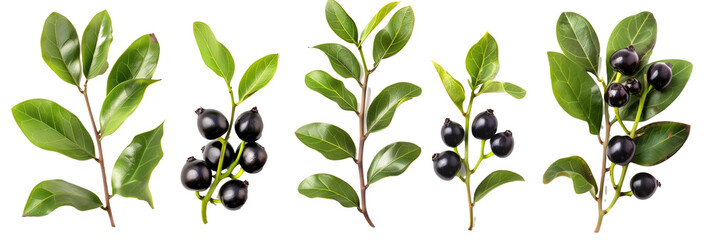 set of huckleberries, highlighting their fruit-bearing branches and vibrant fall colors, isolated on transparent background - obrazy, fototapety, plakaty