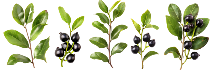 set of huckleberries, highlighting their fruit-bearing branches and vibrant fall colors, isolated on transparent background