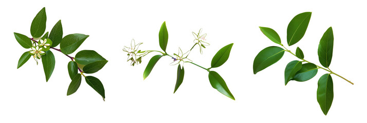 set of creeping myrtle, displaying their star-shaped flowers and shiny leaves, isolated on transparent background