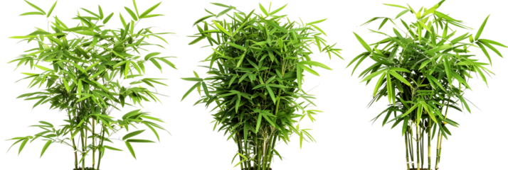 set of dwarf bamboo, perfect for ornamental gardens, showcasing their compact form and fine leaves, isolated on transparent background