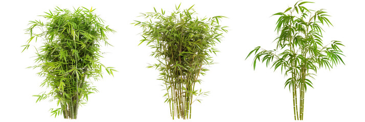 set of dwarf bamboo, perfect for ornamental gardens, showcasing their compact form and fine leaves, isolated on transparent background