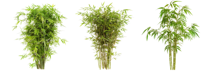 set of dwarf bamboo, perfect for ornamental gardens, showcasing their compact form and fine leaves, isolated on transparent background