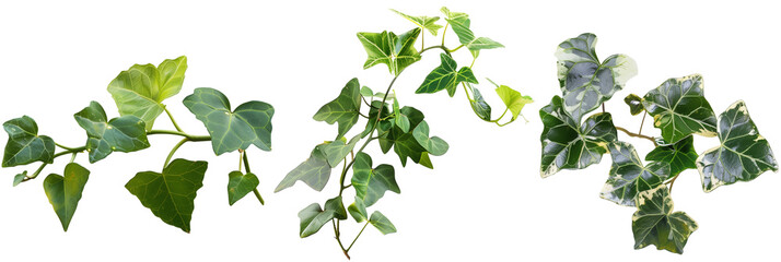 set of Algerian ivy, with large glossy leaves and vigorous growth, ideal for covering walls, isolated on transparent background