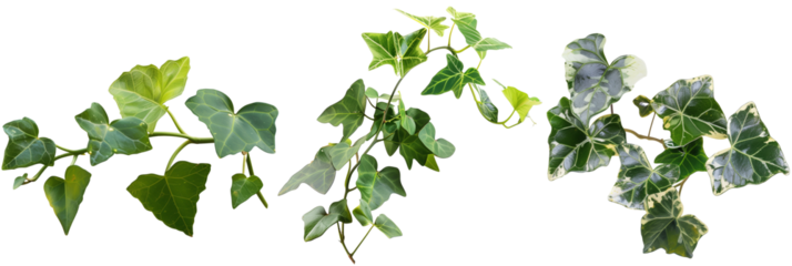 set of Algerian ivy, with large glossy leaves and vigorous growth, ideal for covering walls, isolated on transparent background