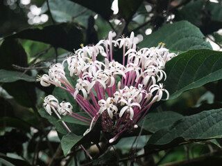 Starburst bush (Clerodendrum Quadriloculare)