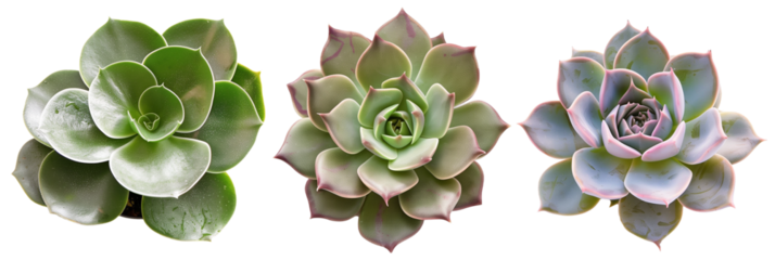set of succulents with architectural forms, perfect for modern garden landscapes, isolated on transparent background