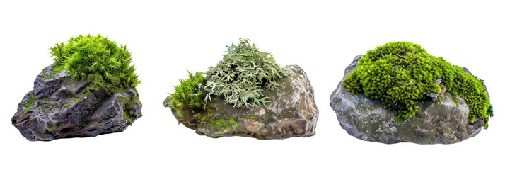 set of moss-covered rocks, illustrating nature’s artistry in humid environments, isolated on transparent background