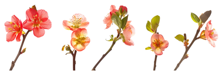 set of flowering quince, showcasing their early spring blooms, isolated on transparent background